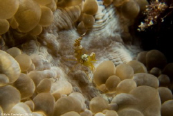 Amboin Shrimp - Thor Amboinensis by Kyle Castelyn 